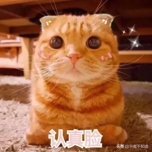 猫咪肺炎呼吸困难能治愈吗,猫咪感染肺炎症状
