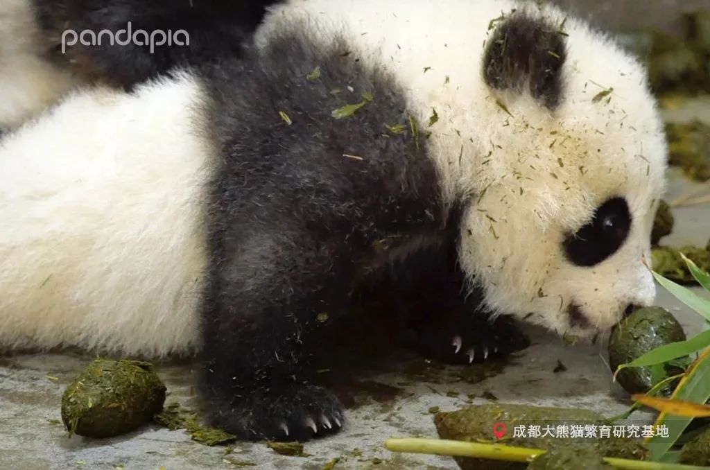 鍥藉疂缇庣櫧,鍥藉疂鐢ㄧ殑缇庣櫧闈㈣啘