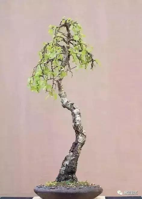 泰山松文人盆景,山松盆景100幅欣赏