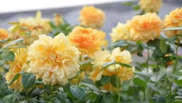 每天学习一点点——100种玫瑰品种科普