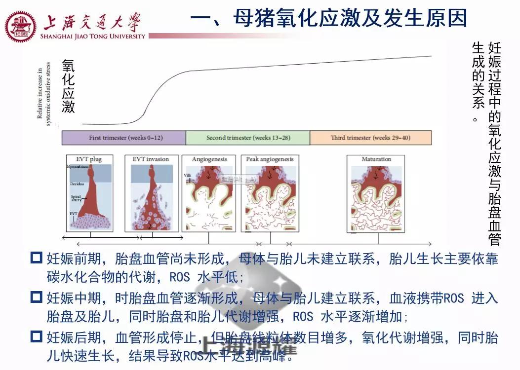上海交大徐建雄教授直播课笔记：母猪氧化应激与营养调控