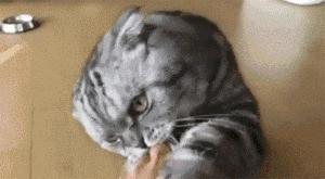 强撸猫灰飞烟灭,让猫咪上头的撸法