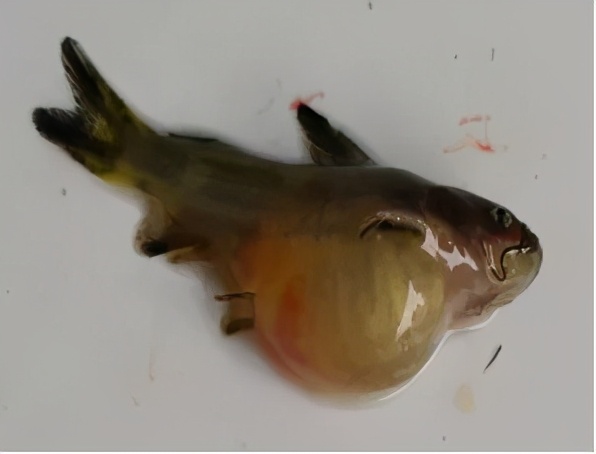 黄颡鱼大肚病什么原因引起的,黄颡鱼的病情