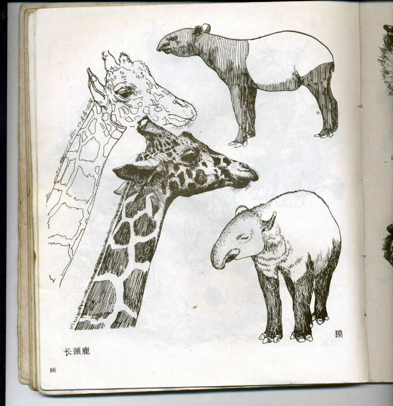 一百幅动物素描,近百幅动物画