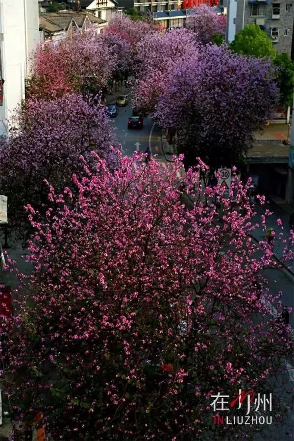 广西有座小城,广西这个宜居小城很低调