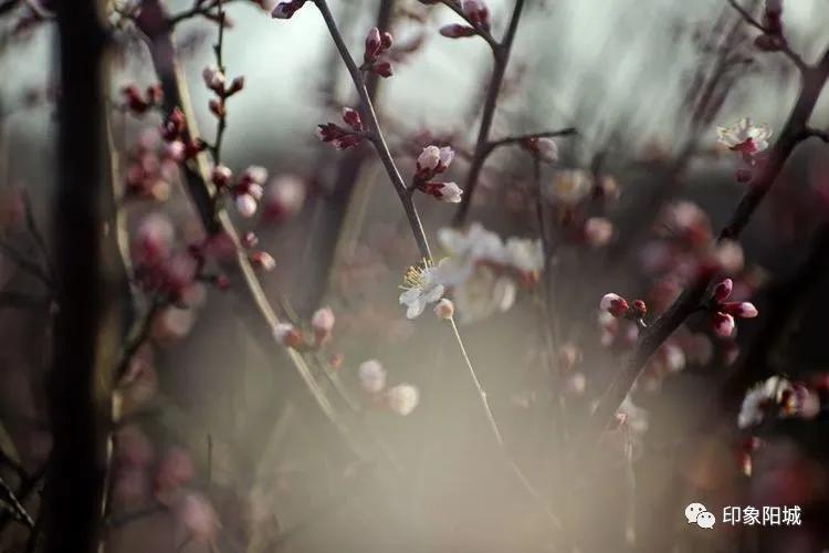 晋城哪里可以春游,晋城附近春游景点