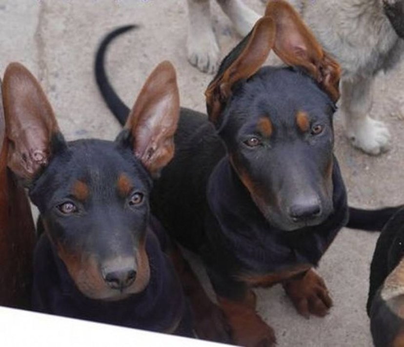 中国比较凶猛的犬,中国被公认的最凶猛的犬