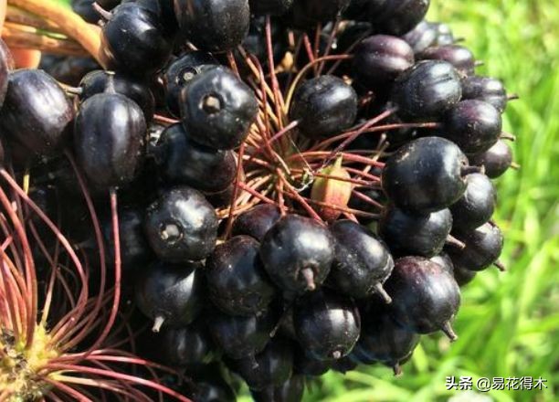 刺五加和五加皮的区别图片对比,刺五加是种什么药材