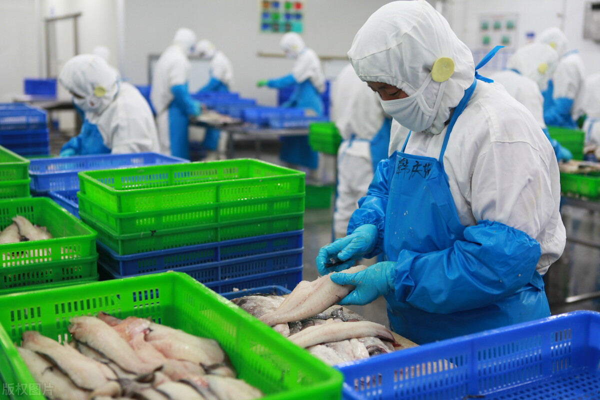 俄罗斯鳕鱼广东,俄罗斯鳕鱼青岛