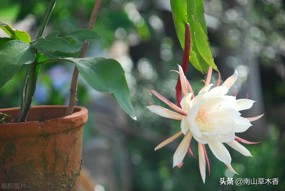 观赏昙花一现感悟美好人生,昙花绽放的瞬间美到爆