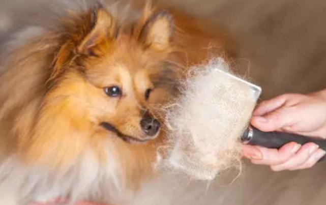 博美掉毛掉了一坨什么原因,博美掉毛都掉秃了怎么回事