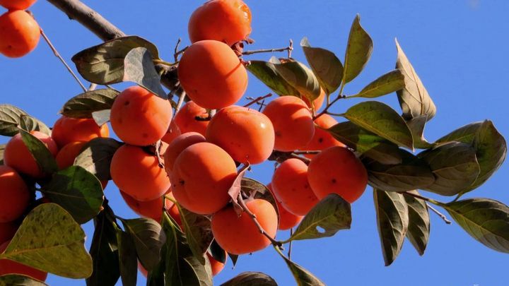 柿子做的馒头窝窝头,柿子做的饼叫什么