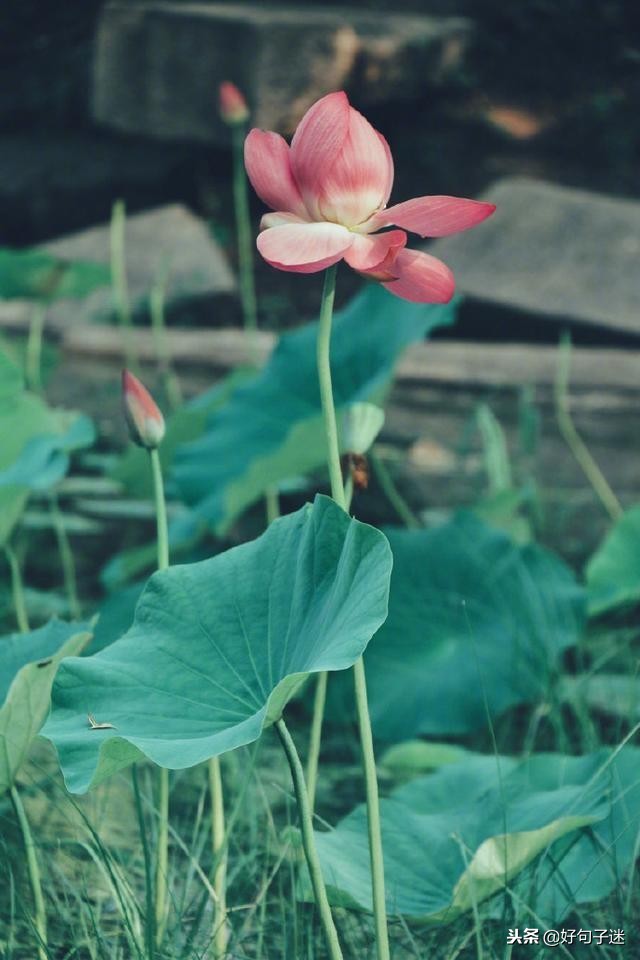 佛说爱情经典句子佛语禅心,佛家关于放下爱情的句子