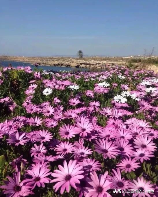 我叫塞浦路斯,这是我的名片,请您收好!