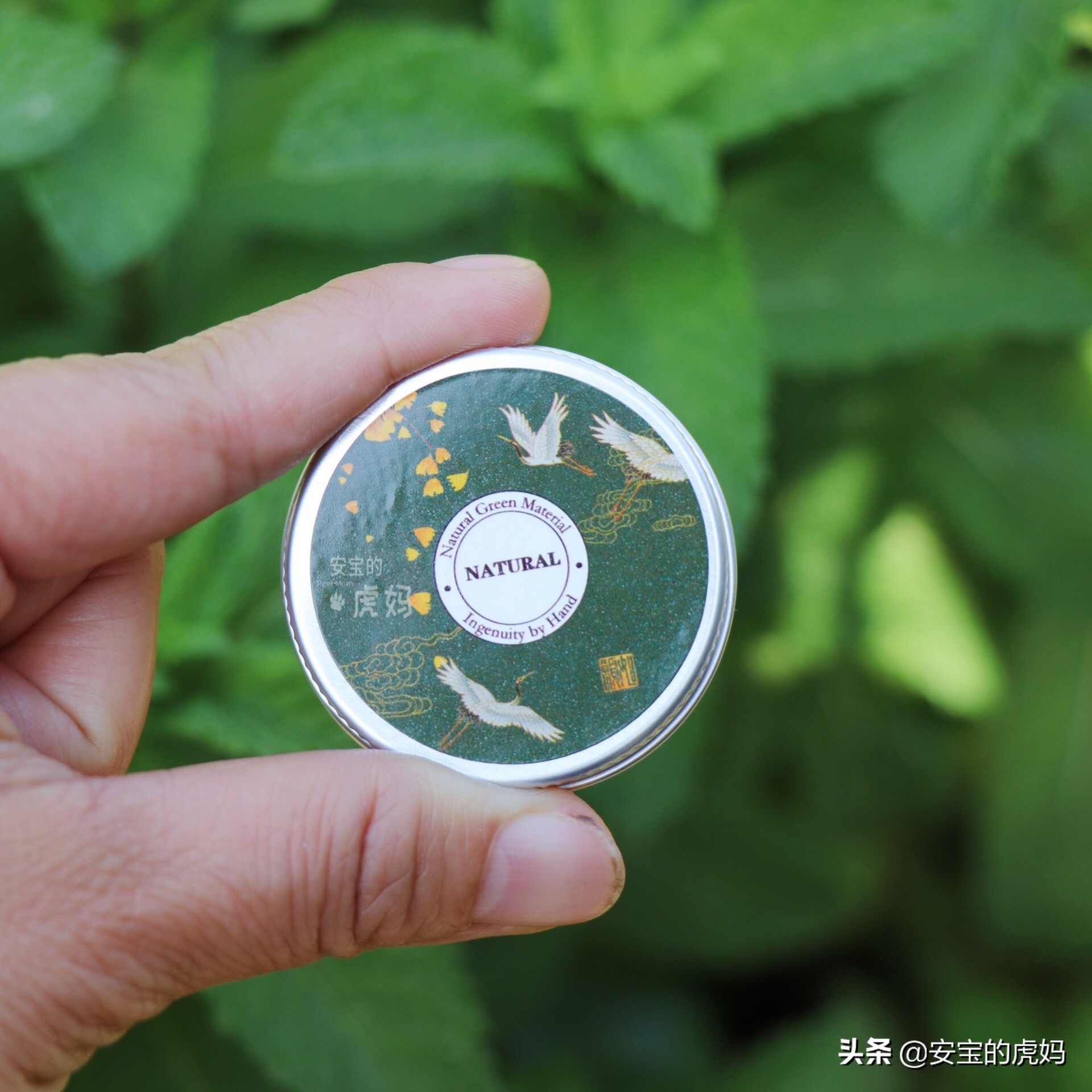 用薄荷做薄荷驱蚊膏,薄荷蚊虫膏制作