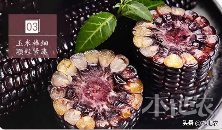 健康营养的黑糯玉米,黑糯玉米网红