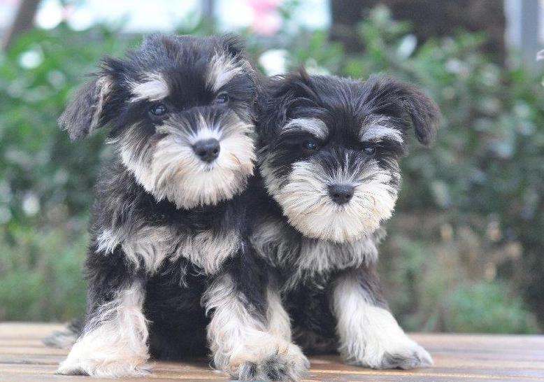 雪纳瑞吃什么牌子狗粮好,雪纳瑞吃什么牌子的狗粮比较好