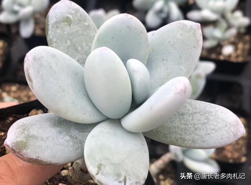 雪美人多肉过程,雪胖子多肉