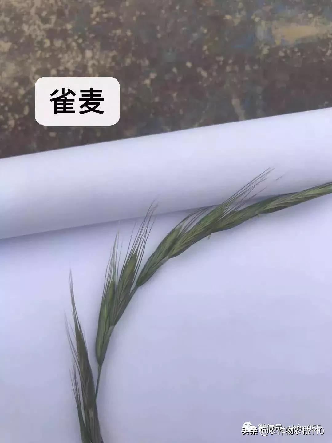 955·农技】一周微农事咨询信留言精选+专家回复