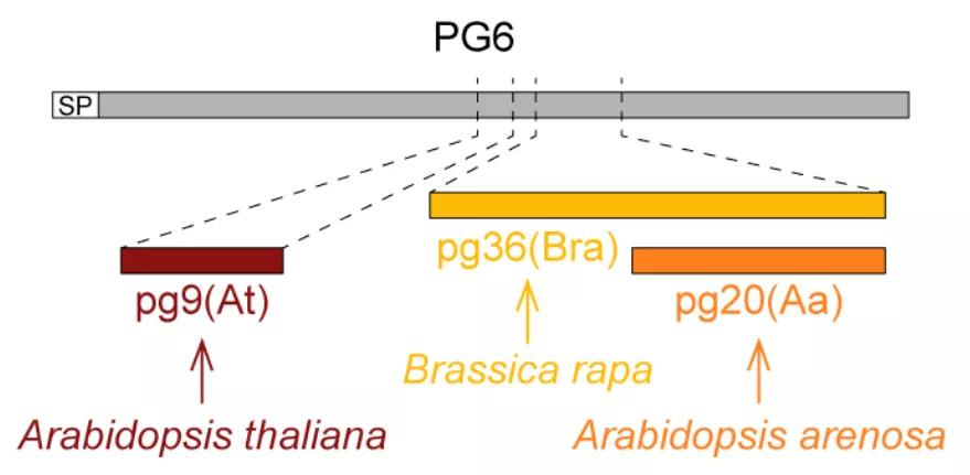NaturePlants|张丽莎博士等揭示十字花科植物识别真菌的特殊机制