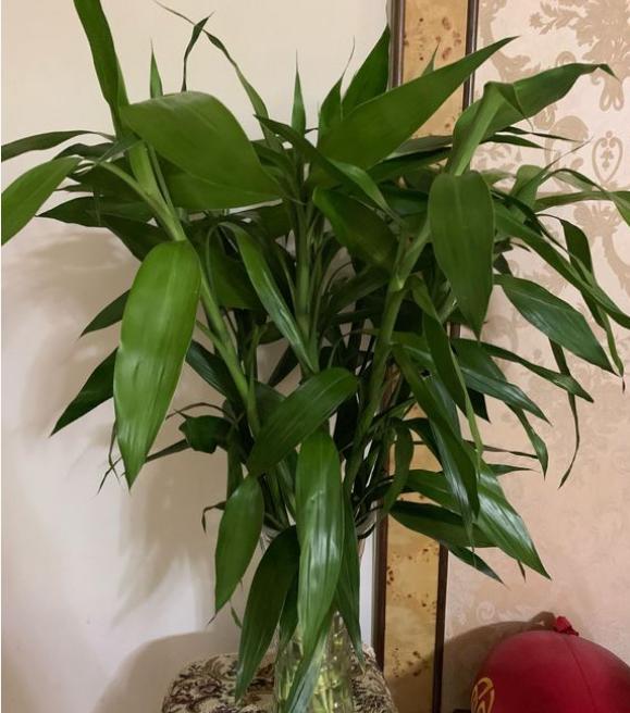 养富贵竹最正确方法,怎么样才能让富贵竹养活