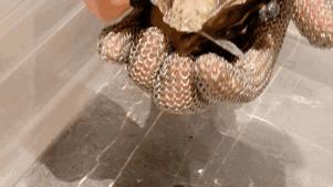 上海浦东香格里拉吃饭,魔都浦东吃喝