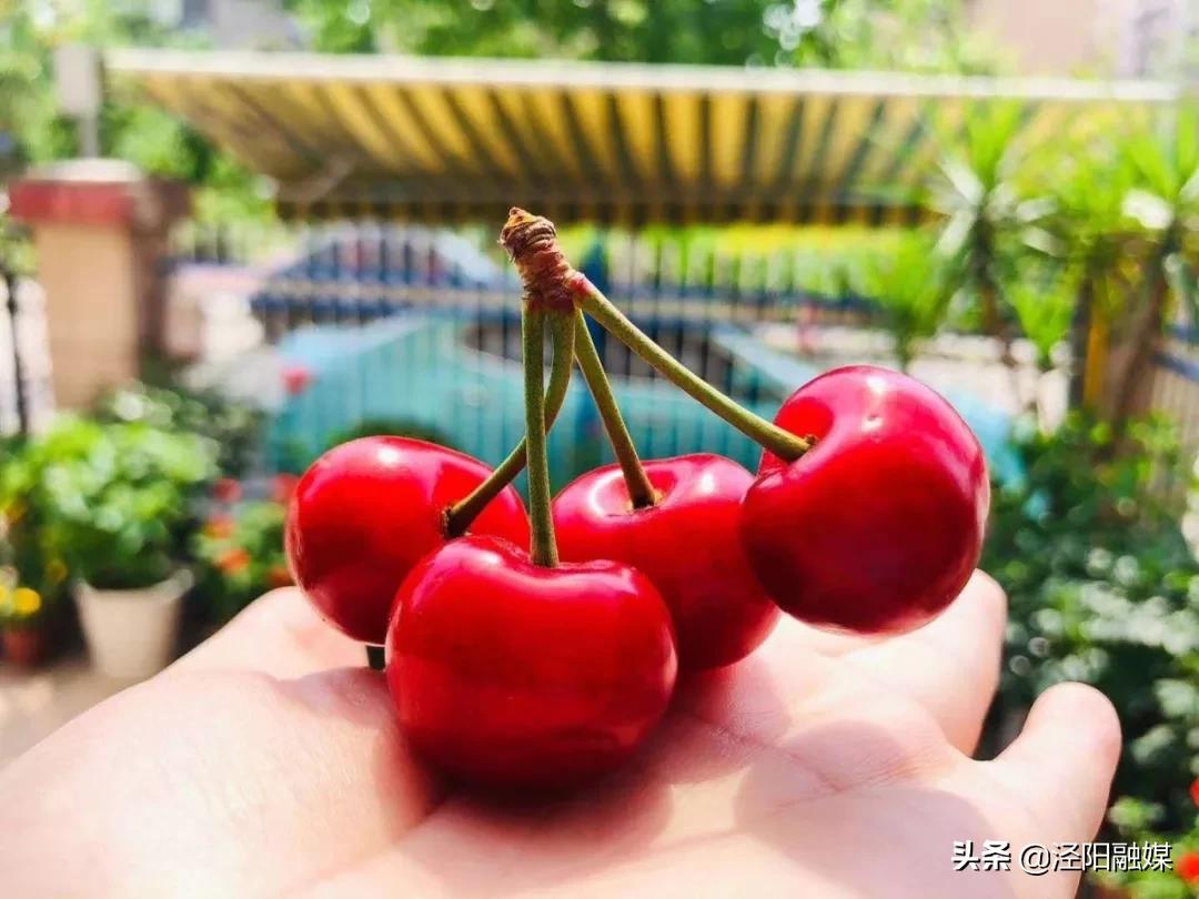 吃樱桃的注意事项图文,吃樱桃的注意事项