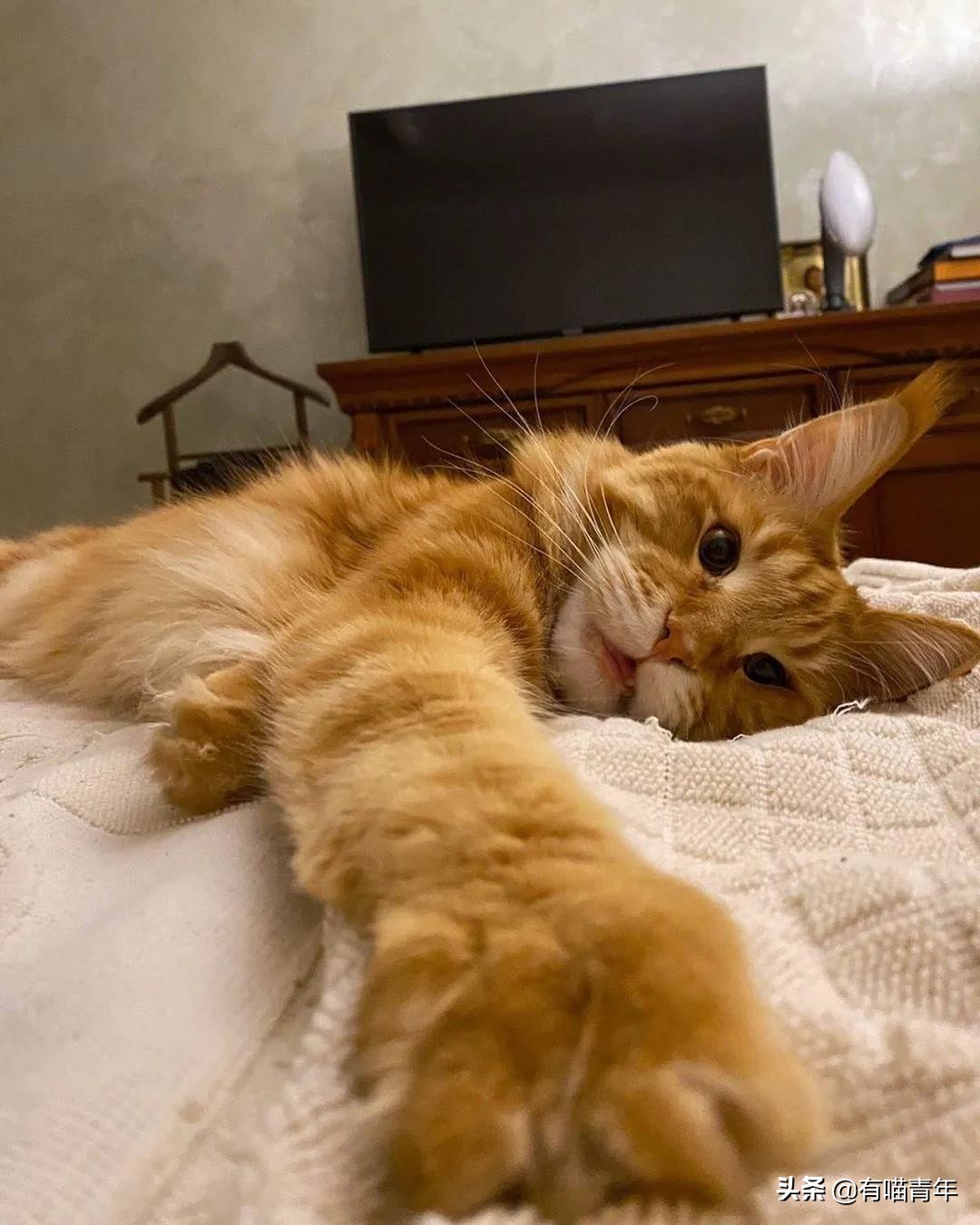 缅因猫看着很吓人但是很温柔,缅因猫真的有20万一只么