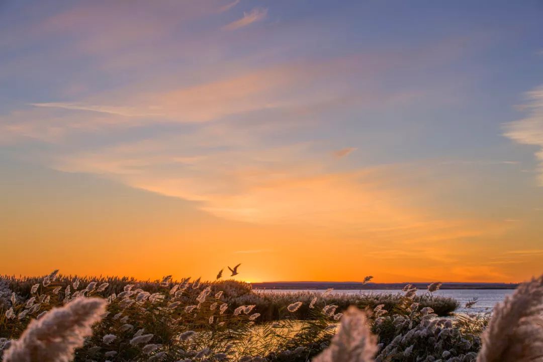成都到额济纳胡杨林自驾旅游攻略,自驾胡杨林额济纳旗开什么车