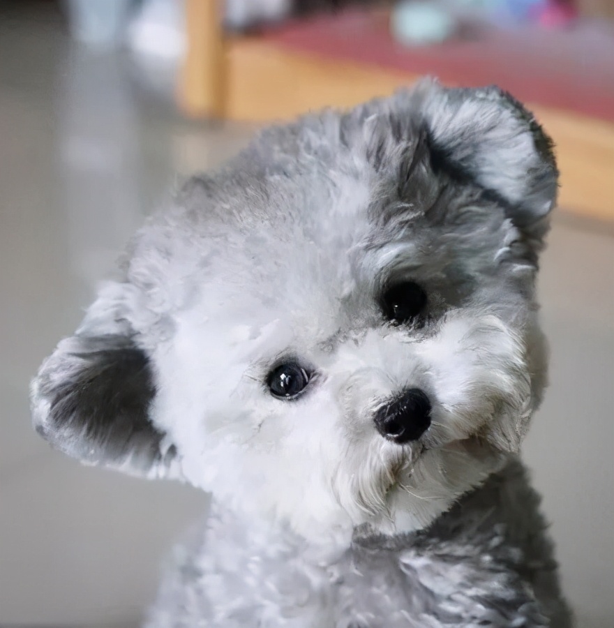 最好养的狗狗是哪种狗狗,最适合养的狗狗前十名