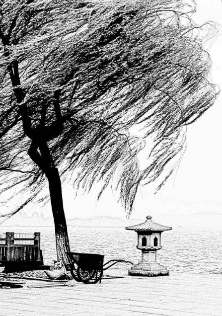 描写冬天柳树的优美句子,诗词赏析及知识普及