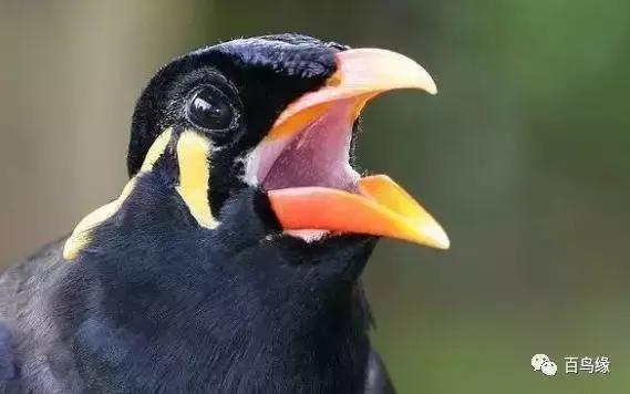 鹩哥和八哥寿命,八哥和鹩哥繁殖