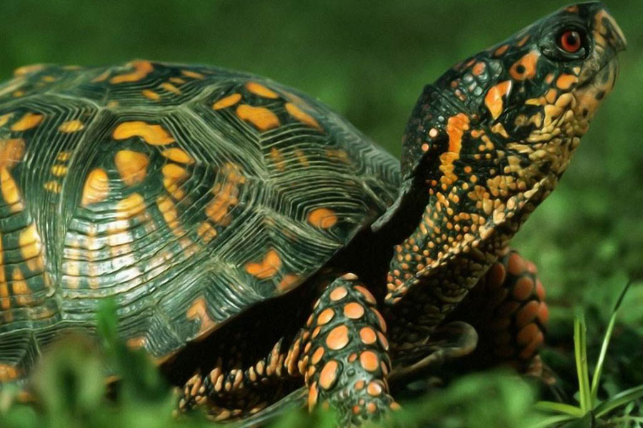 常见龟类疾病大全,乌龟常见疾病与防治方法