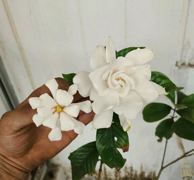 盆栽栀子花叶子干枯怎么办,栀子花放在阳台叶子发蔫怎么补救