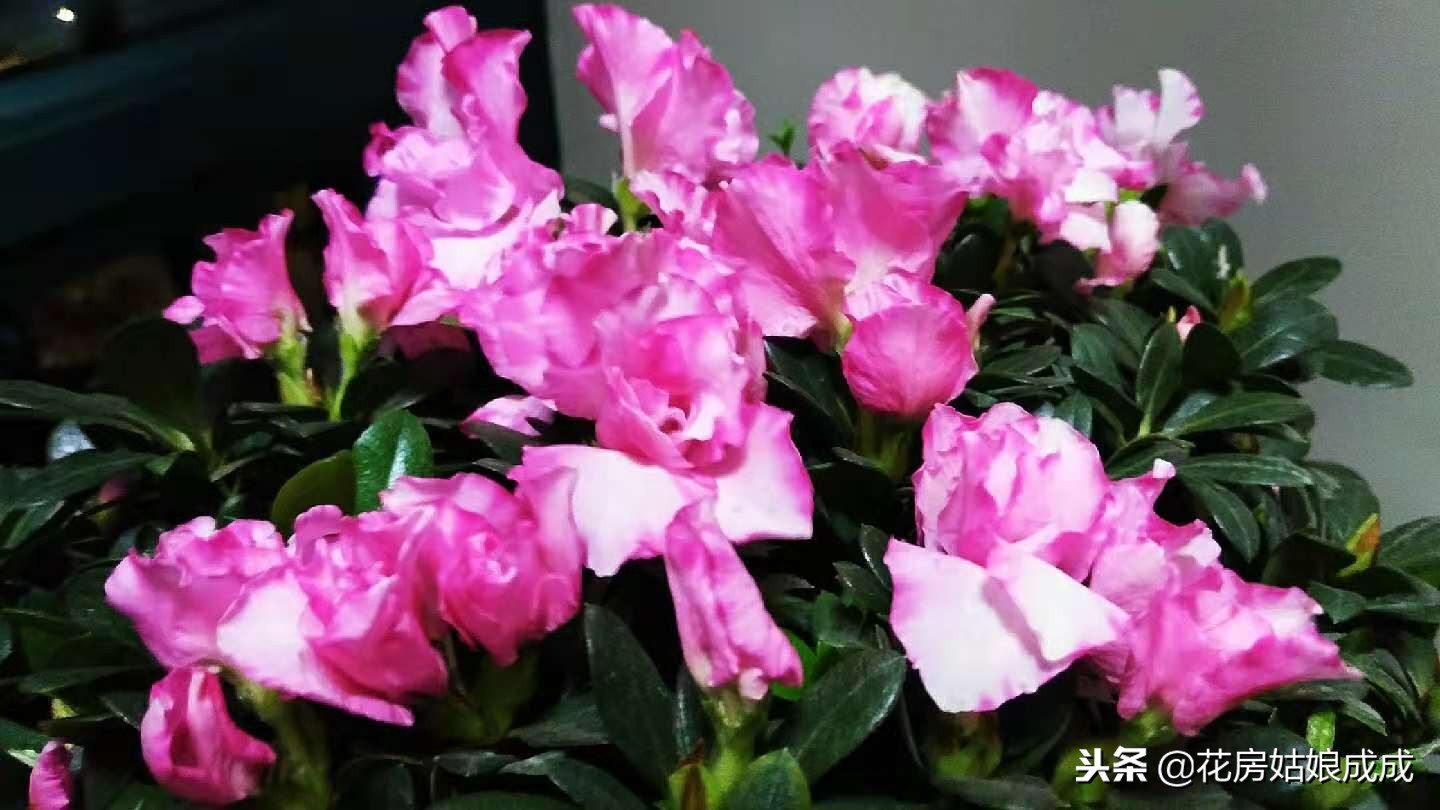 杜鹃花叶子出现斑点怎么回事,杜鹃花叶尖发黑掉叶子怎么办