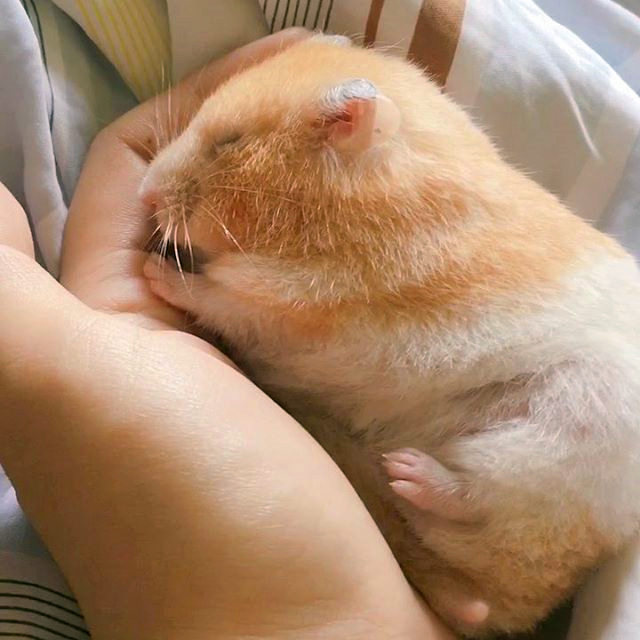 仓鼠会因为睡眠不够而死亡,仓鼠在笼里一直狂躁不安