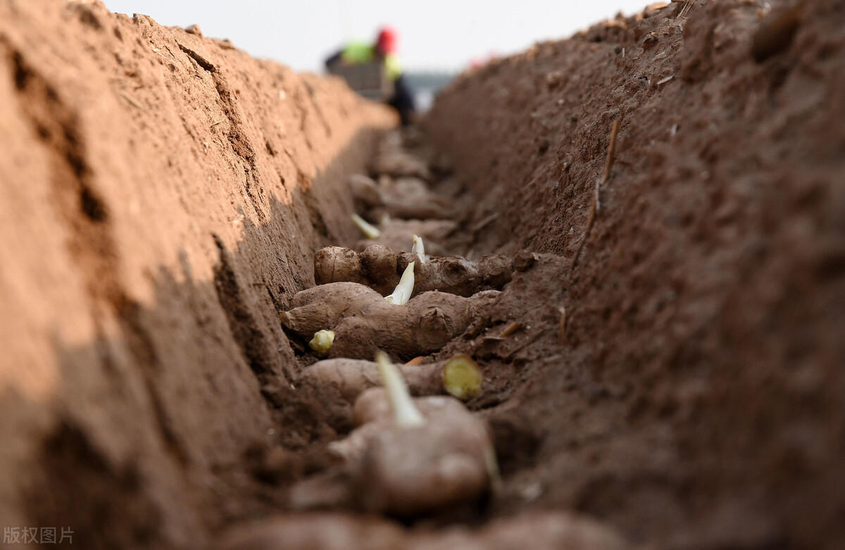 生姜的种植方法具体步骤,生姜种植方法姜芽向下还是向上