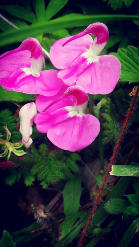 985大学家长求助学校,父母985孩子是学渣怎么开导孩子