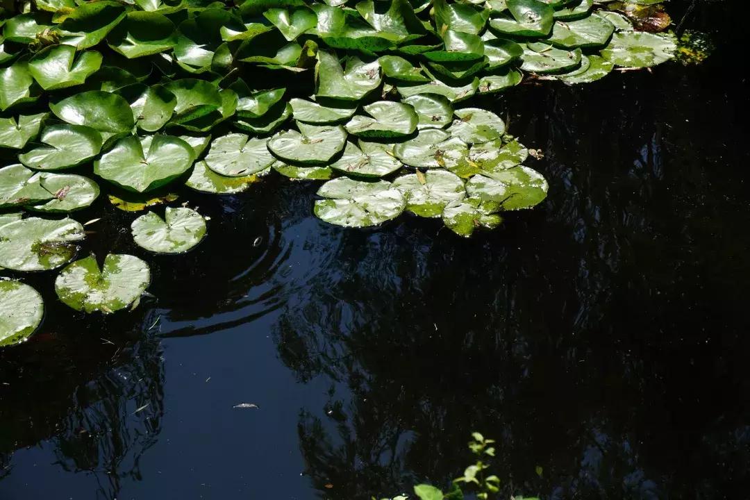 今日谷雨雨生百谷完整视频,谷雨春己暮夏将至雨生百谷