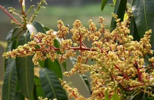 果农种的芒果,我的芒果为什么种不出来