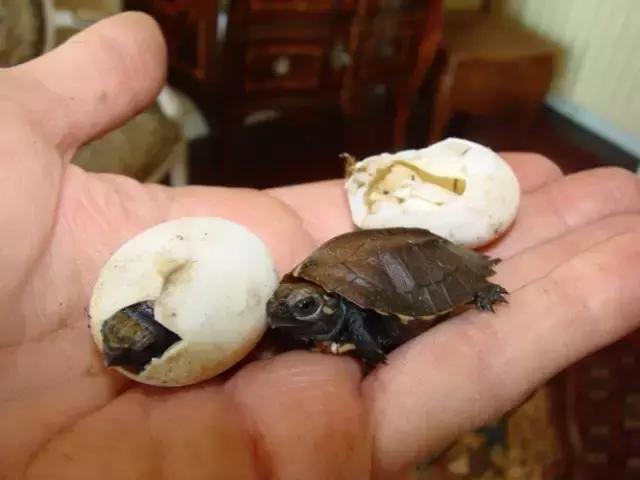 八角灵龟是不是保护动物,锯缘龟八角灵龟