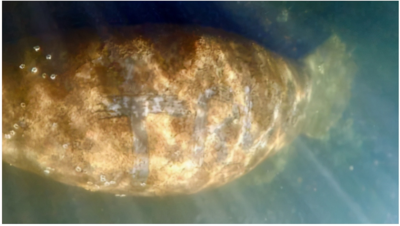 美现海牛祥瑞，昭示大美兴、川普王？中国网友：都是我们玩剩下的