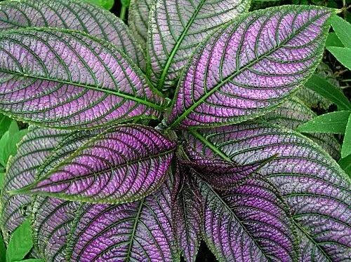 94种常见唯美观叶植物,会开花的绿色硬叶植物