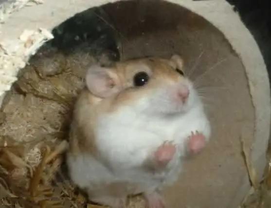 鼠年最稀有的老鼠,鼠年各种耗子大全