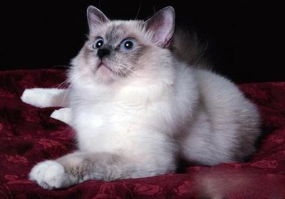 世界上最受欢迎的10种猫咪,最受欢迎的猫咪前5名