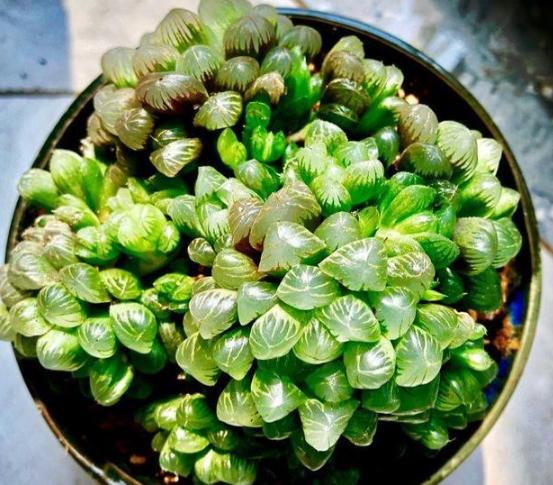 多肉玉露闷养最佳时间,养殖的多肉为什么叶子变黄