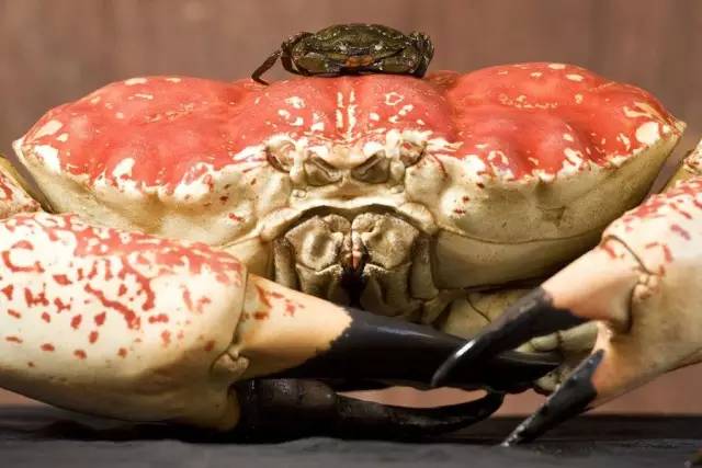 嘘！我要去澳洲了，不如一起吧