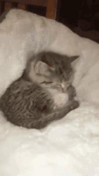 买到注水猪肉怎样处理,买到注水猪肉安全吗