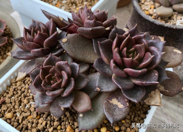 多肉黑王子哪个品种好,多肉黑王子该怎么养呢