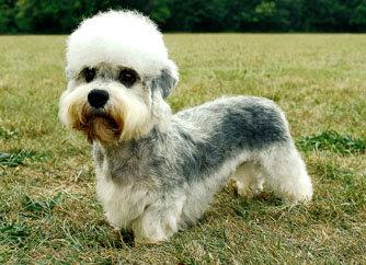 世上最罕见的狗品种图片,全世界狗品种视频